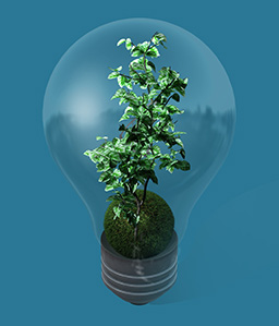 light-bulb-grow